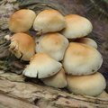 Edible Mushrooms Found In Arkansas Hunker