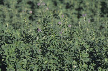 How Much Alfalfa Seed Do I Plant Per Acre Hunker