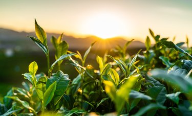 Sunlight Vs Artificial Light In Plant Growth Hunker