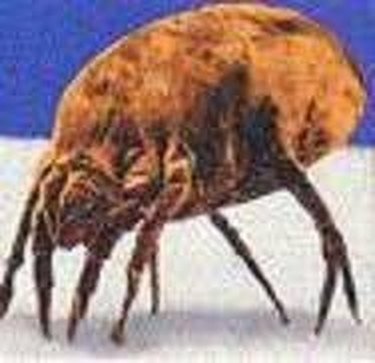 How Does A Dust Mite Infestation Occur Hunker