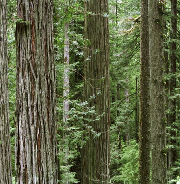 redwood trees in the redwood forest