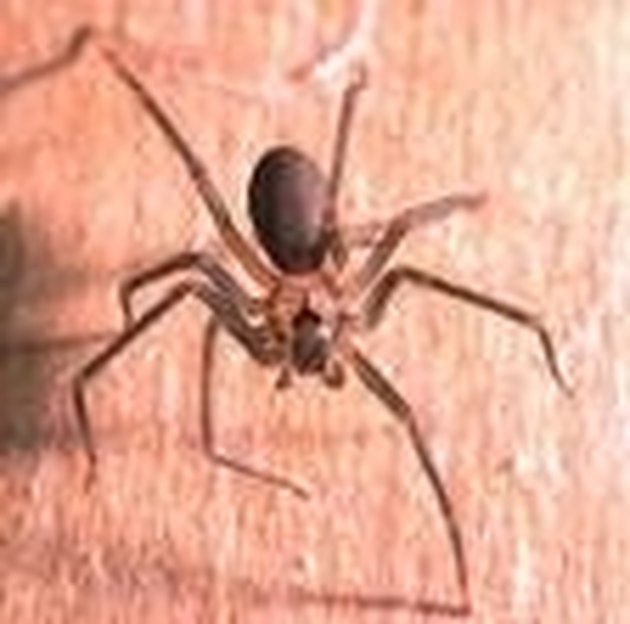 how to get rid of brown recluse spiders quickly