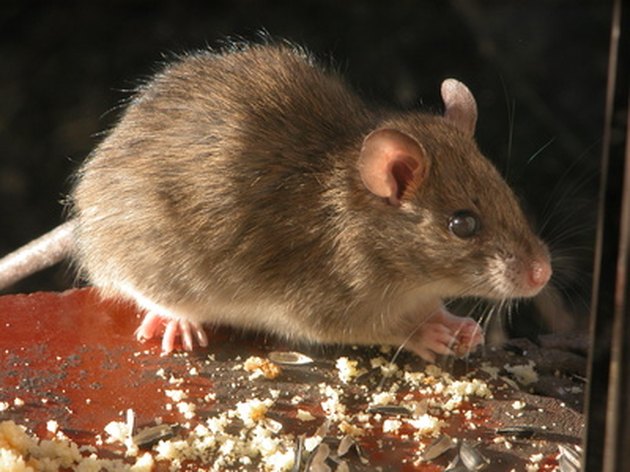 wild field mouse diet