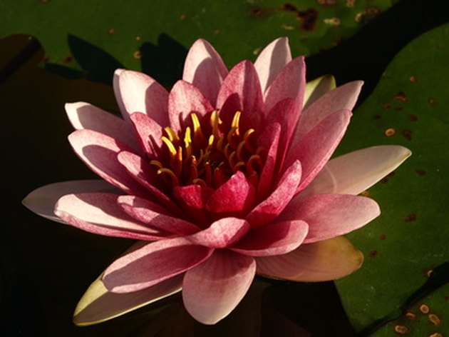 flowers & herbs flower basics  sacred the lotus, a water plant