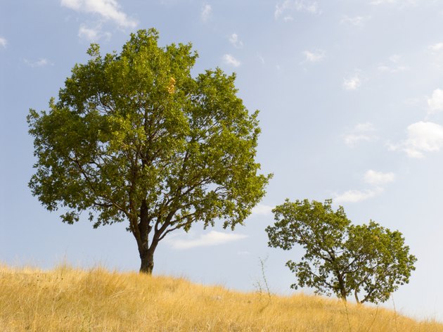 how to identify nut trees