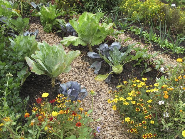 guide to planting a vegetable garden in texas