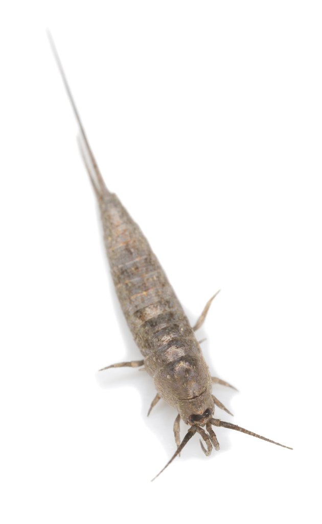 how to get rid of silverfish naturally