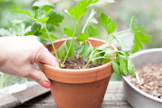 How To Grow Parsley From Cuttings Hunker