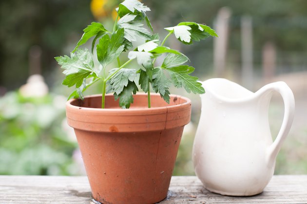 How To Grow Parsley From Cuttings Hunker