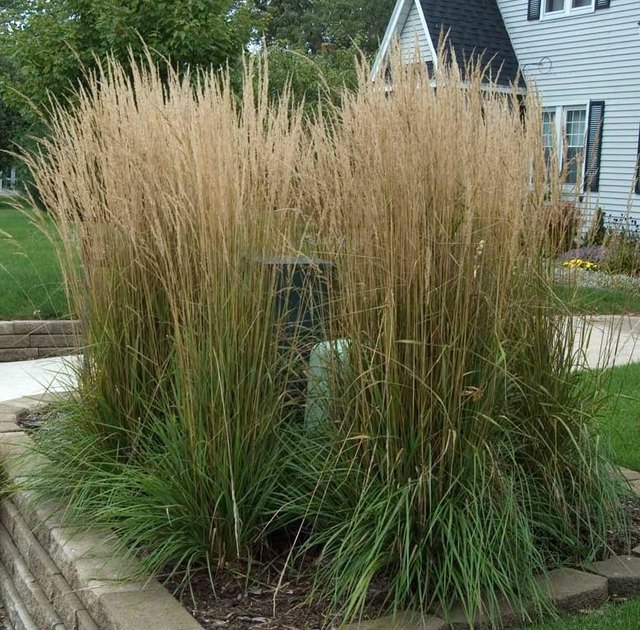 feather reed grass.