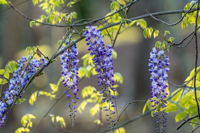 How To Grow Wisteria In A Pot Hunker