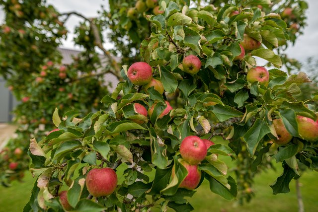 When Do You Spray Apple Trees And With What Chemicals Hunker