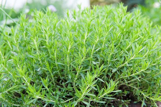 How To Grow Tarragon Hunker