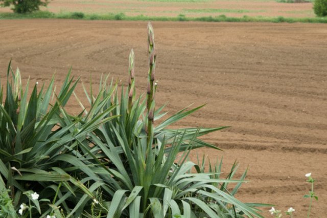 How To Take Care Of A Yucca Cane Plant Hunker