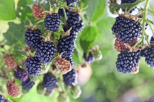 when do wild blackberries ripen?