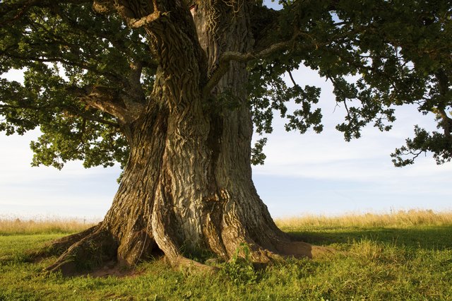 indukas/istock/getty images the base of   grand oak tree in