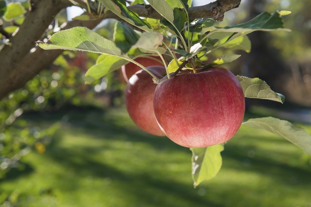 red ripe apple fruits on a branch