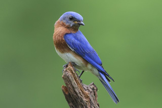 how to prevent snakes from getting in a bluebird