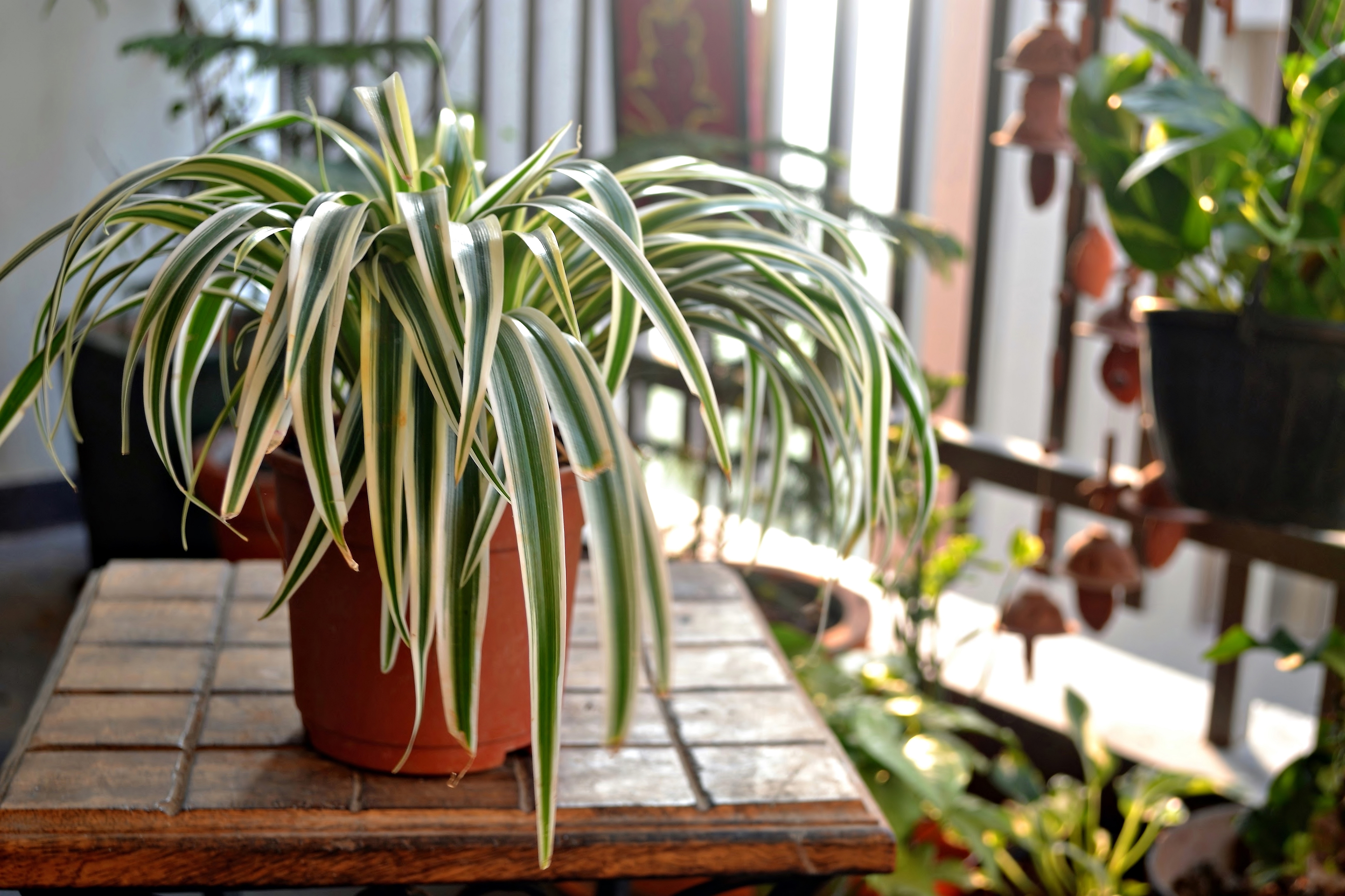 Spider plant, Chlorophytum comosum – Wisconsin Horticulture