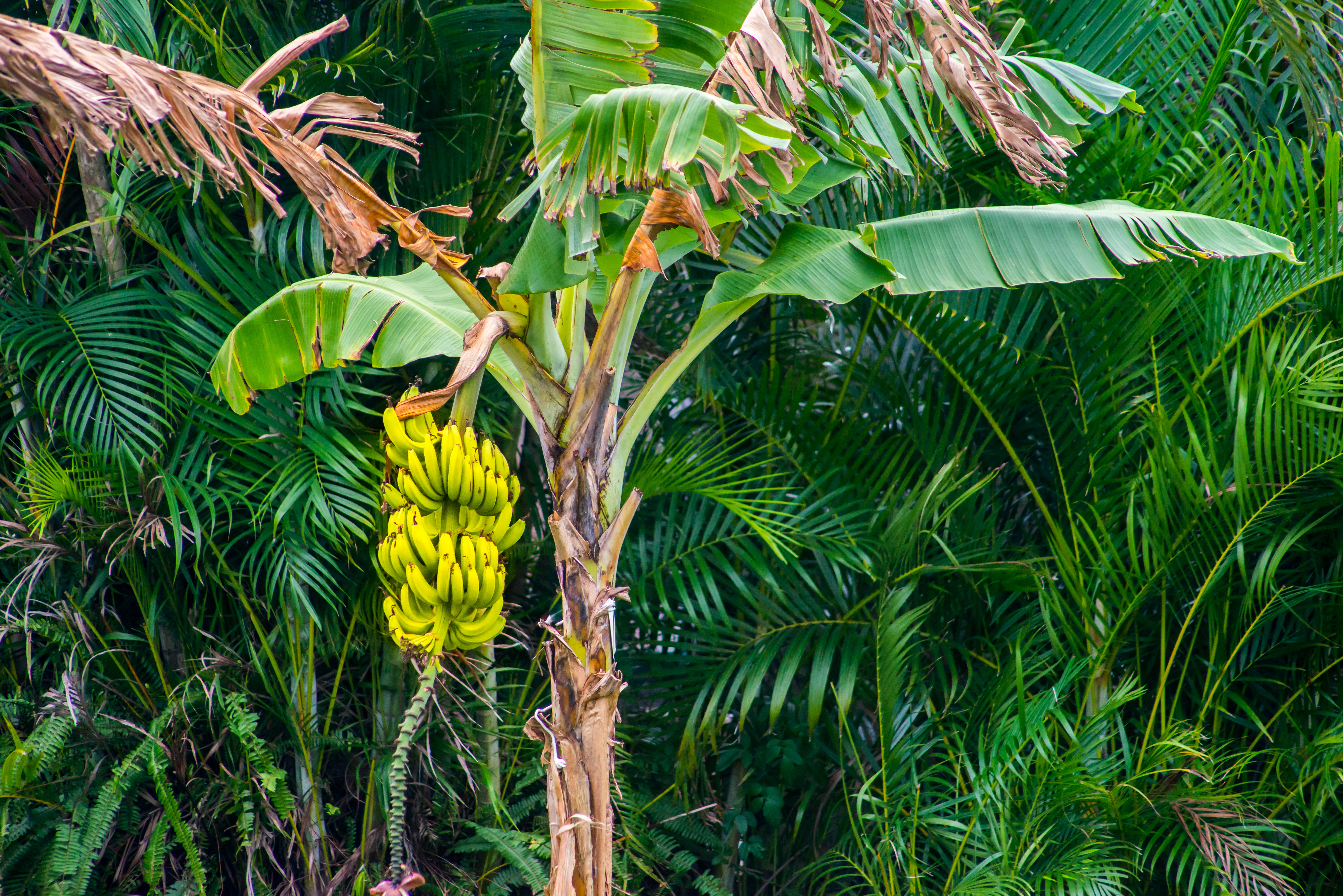 plantain banana tree