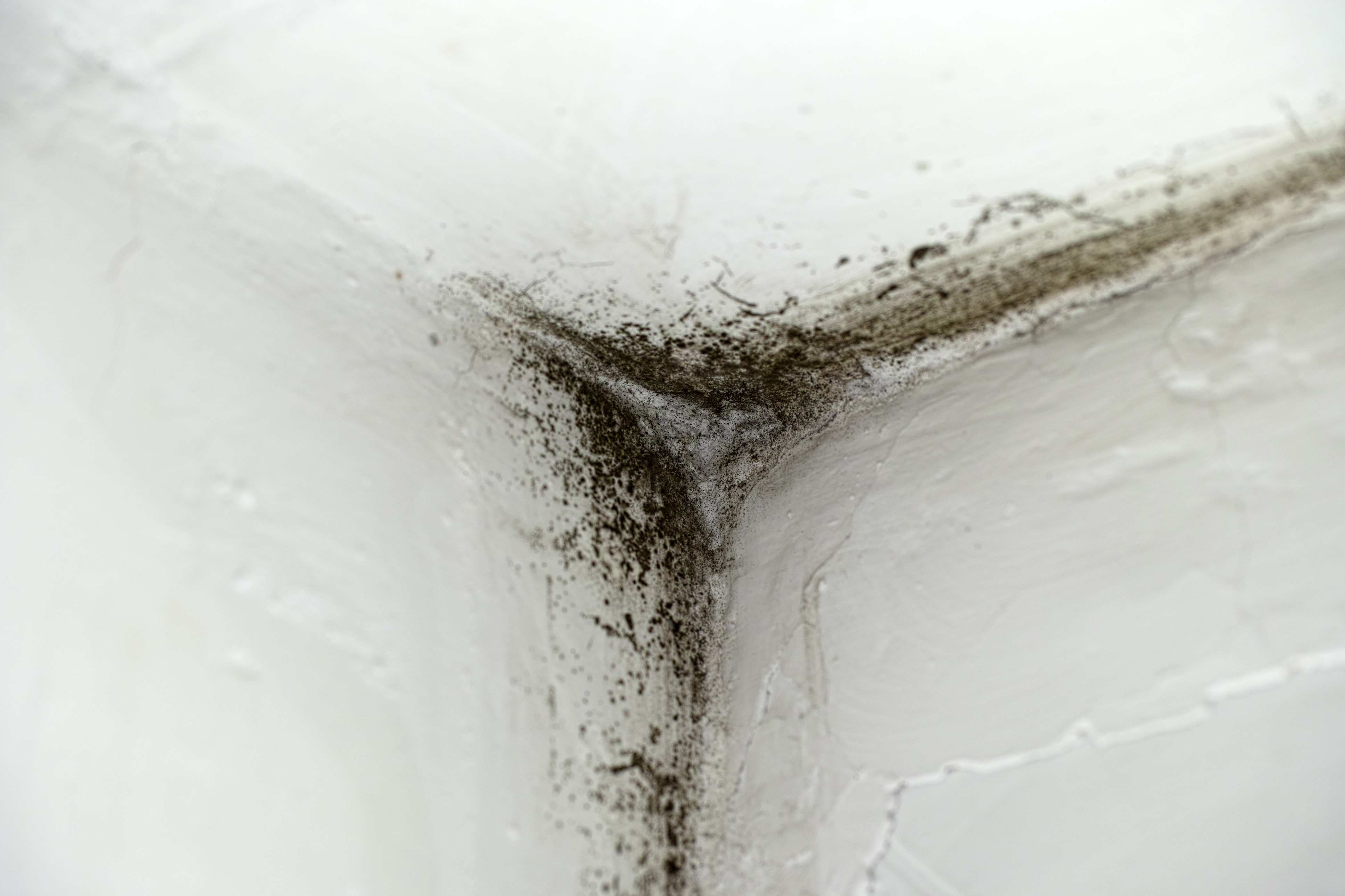 Black Mold - Stachybotrys  Where is it found and what to do