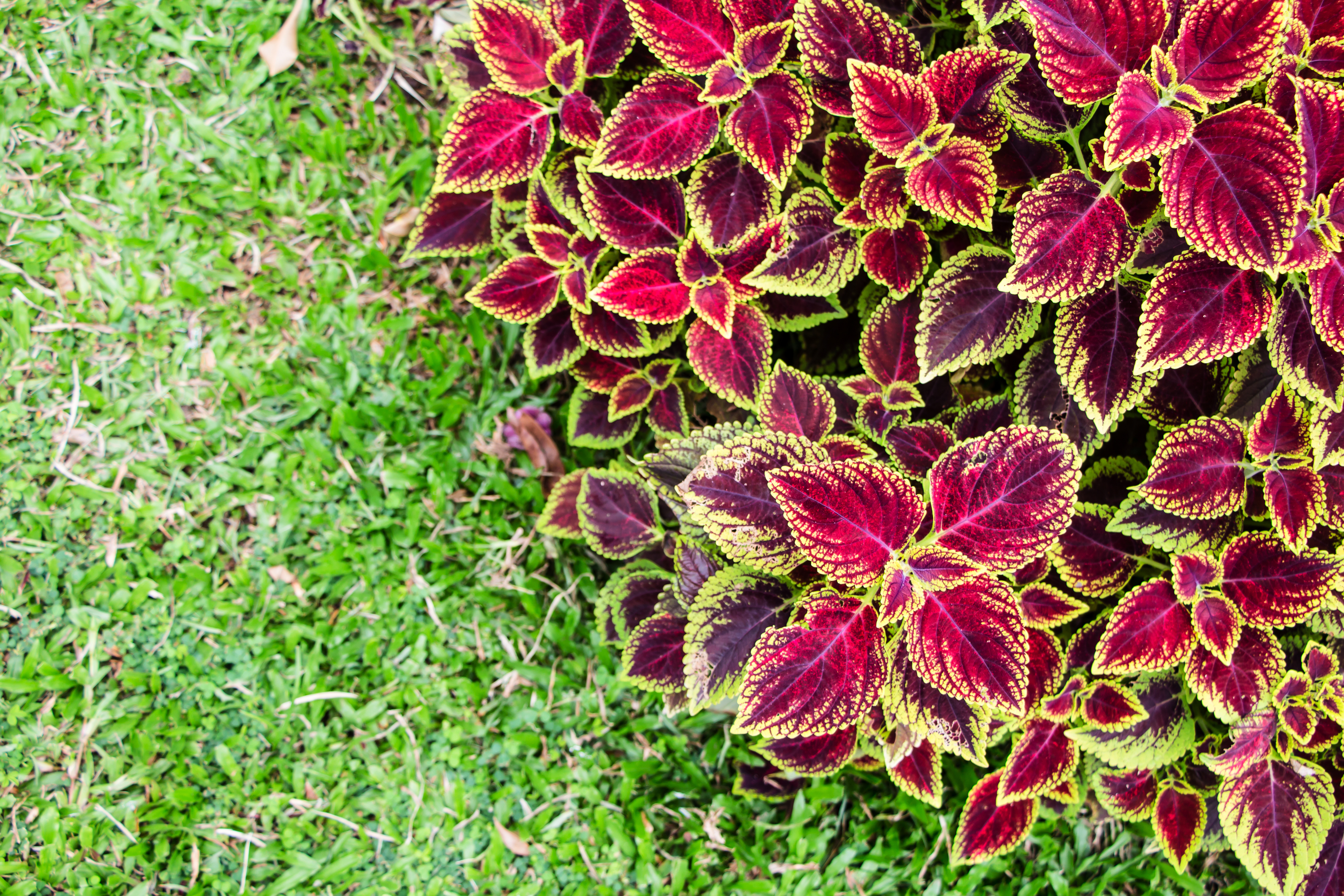 Image of Coleus annuals