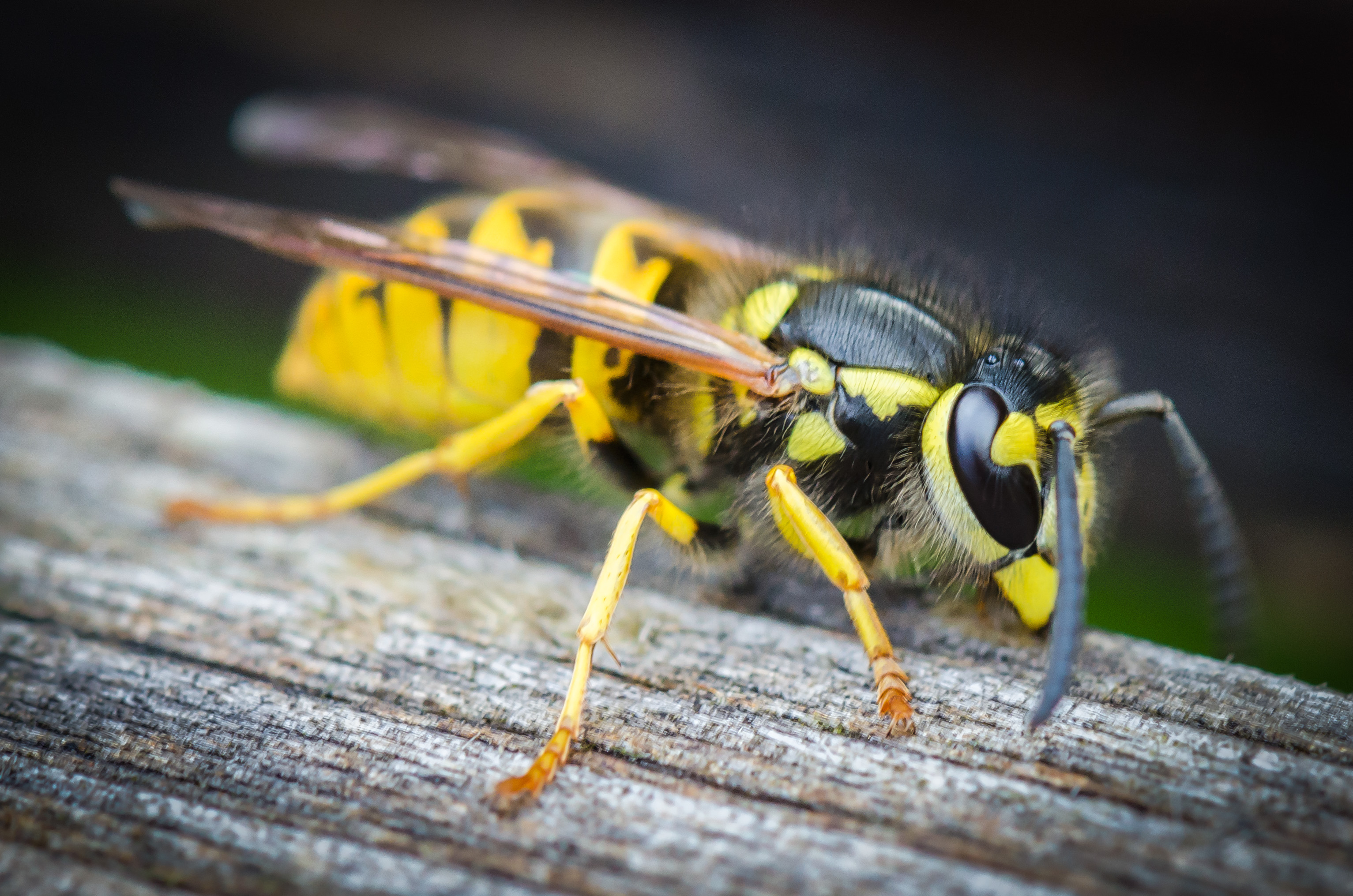 Wasps get into stinging confrontations with us when the queen stops laying  and food runs short - Cambridge Day