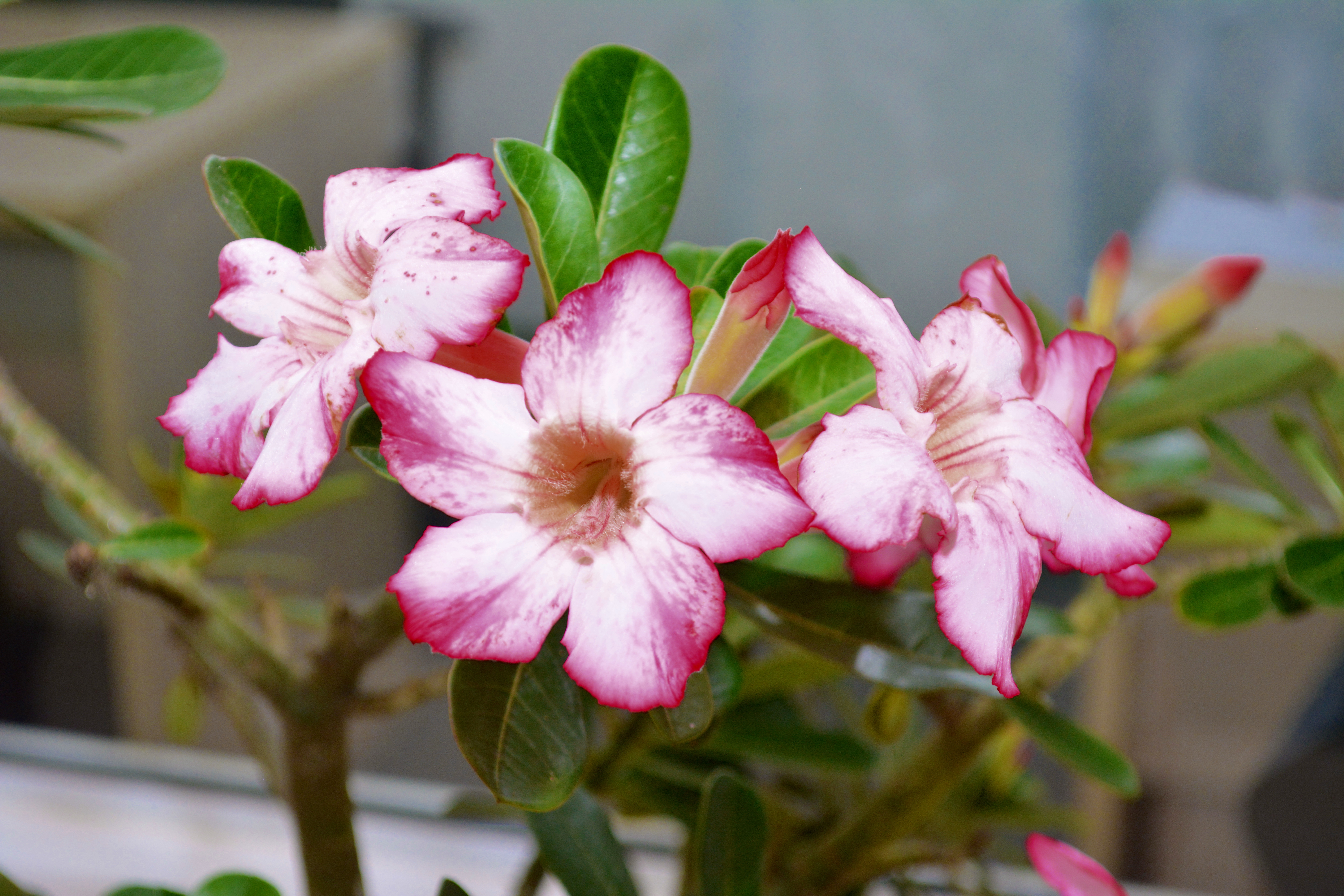 Desert rose noel. Адениум обрезка