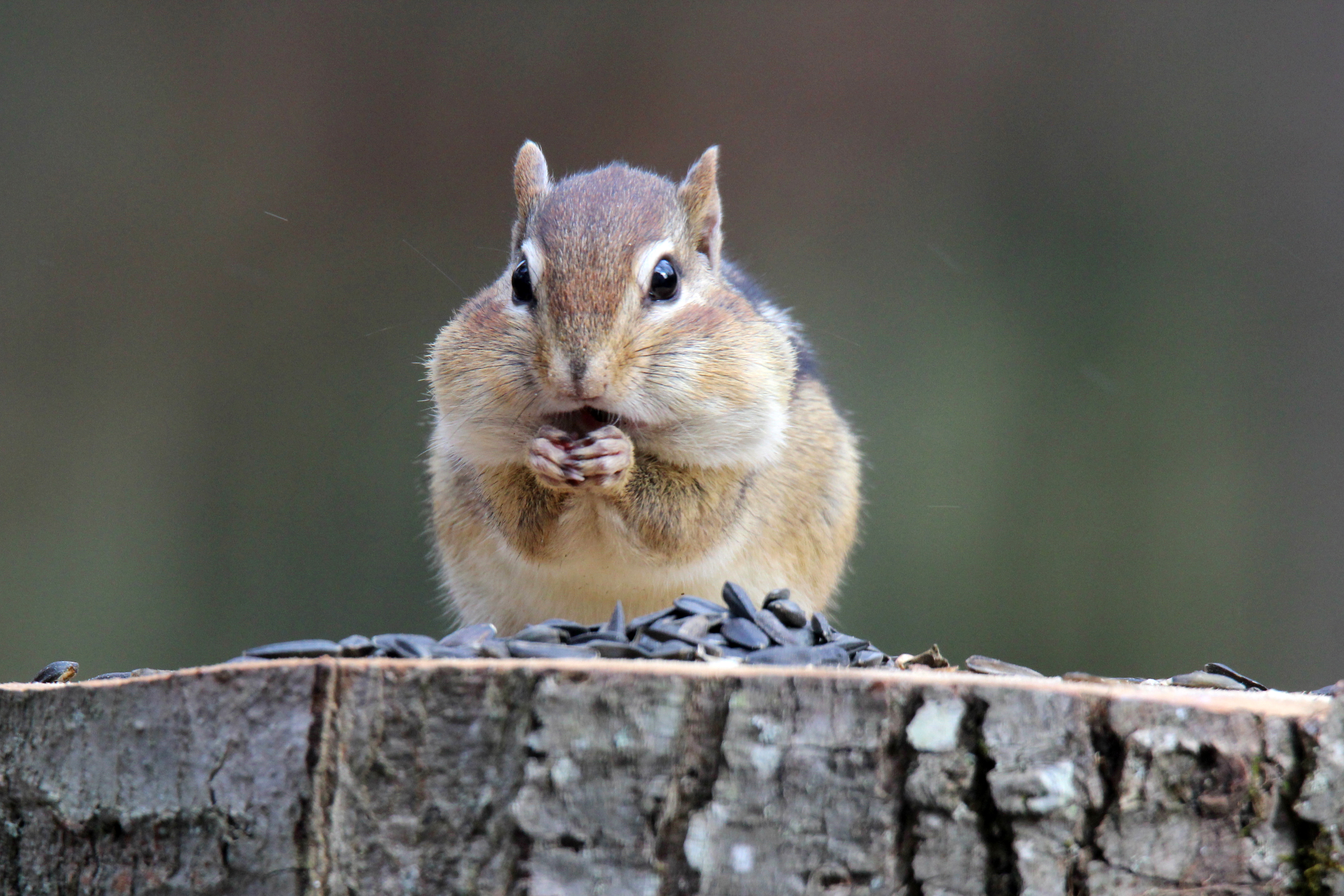 3 Ways to Catch a Chipmunk - wikiHow