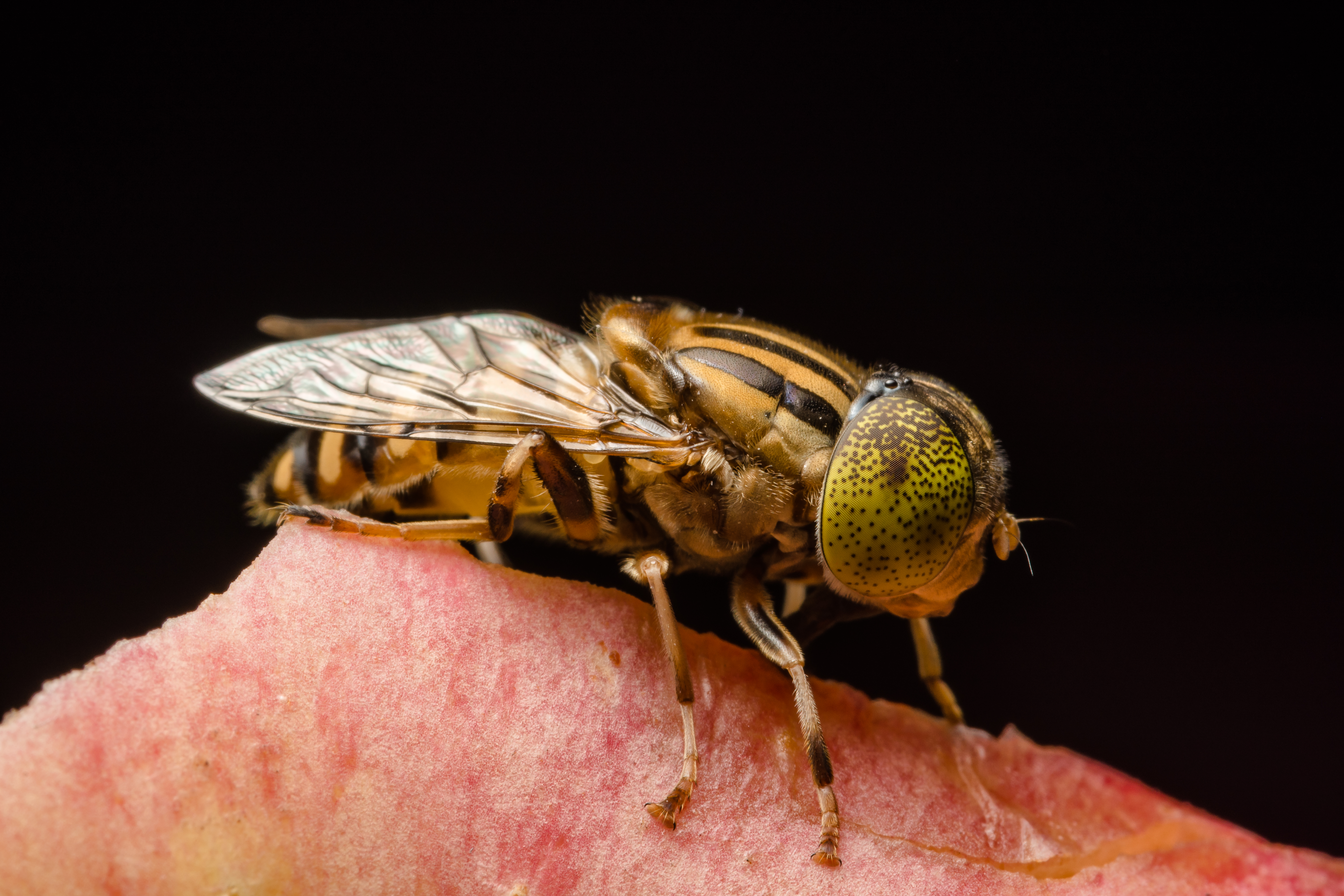 yellow flying insect