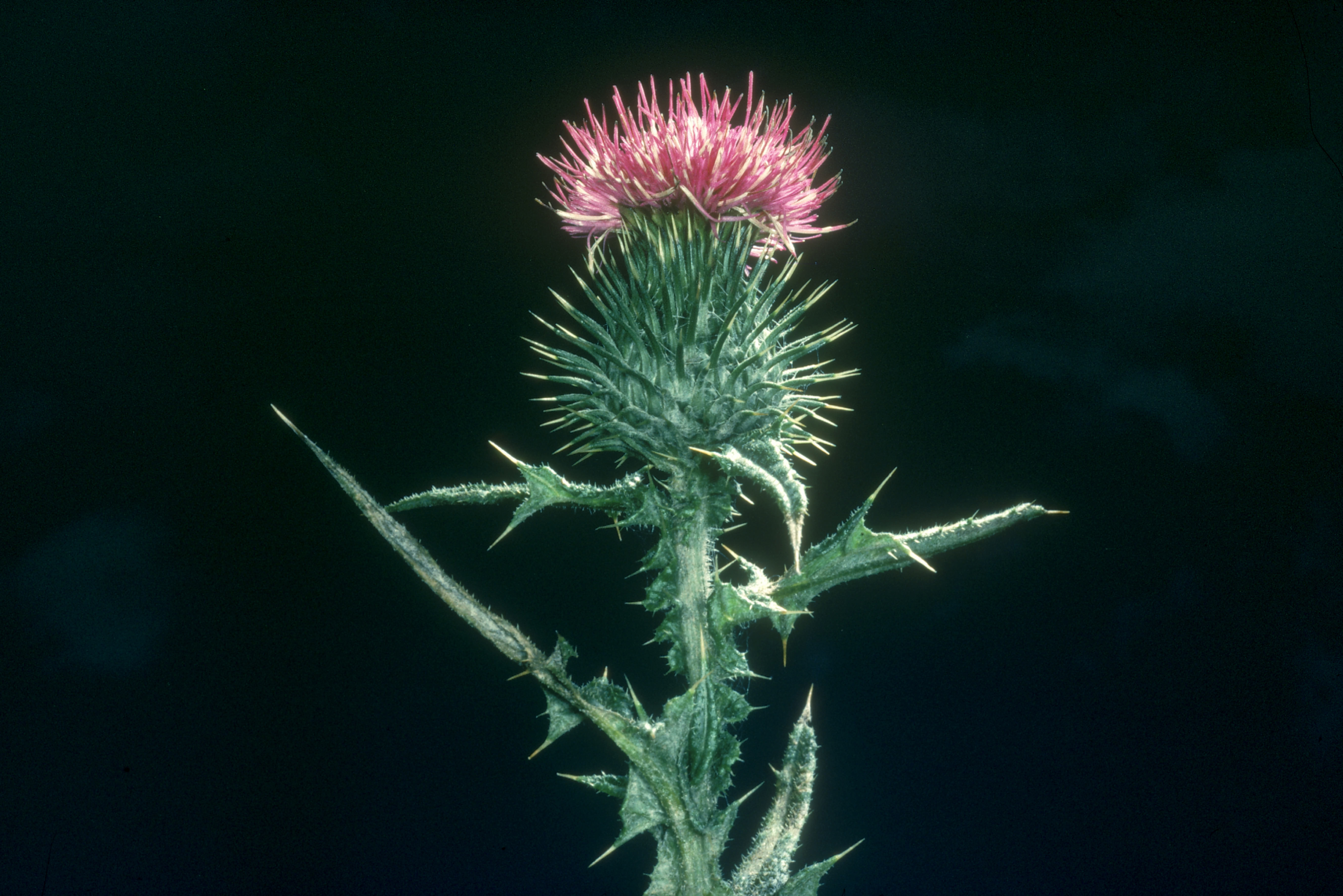 russian thistle flower