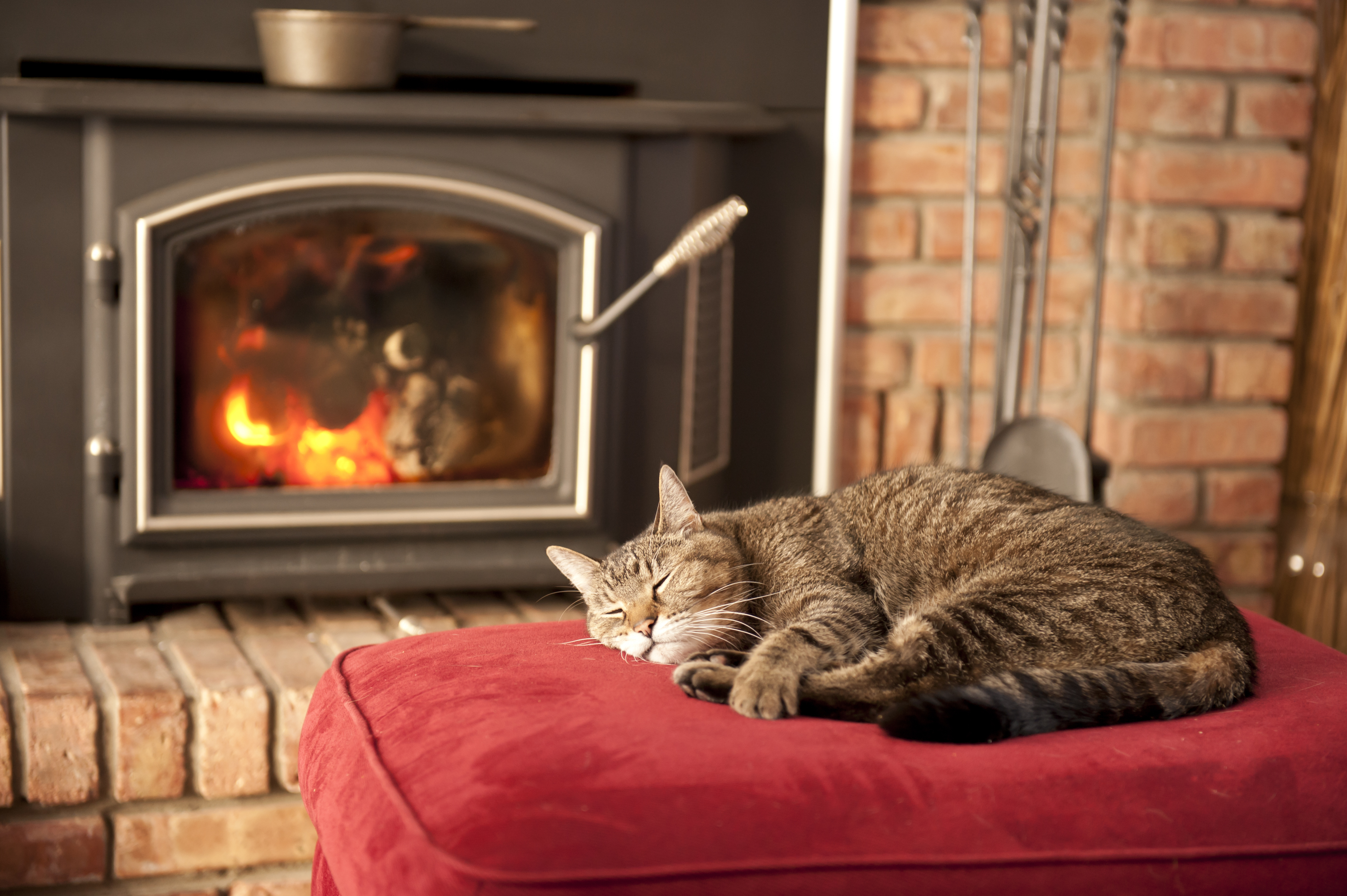Our cozy wood burning stove is pet approved. #OC : r/cozy