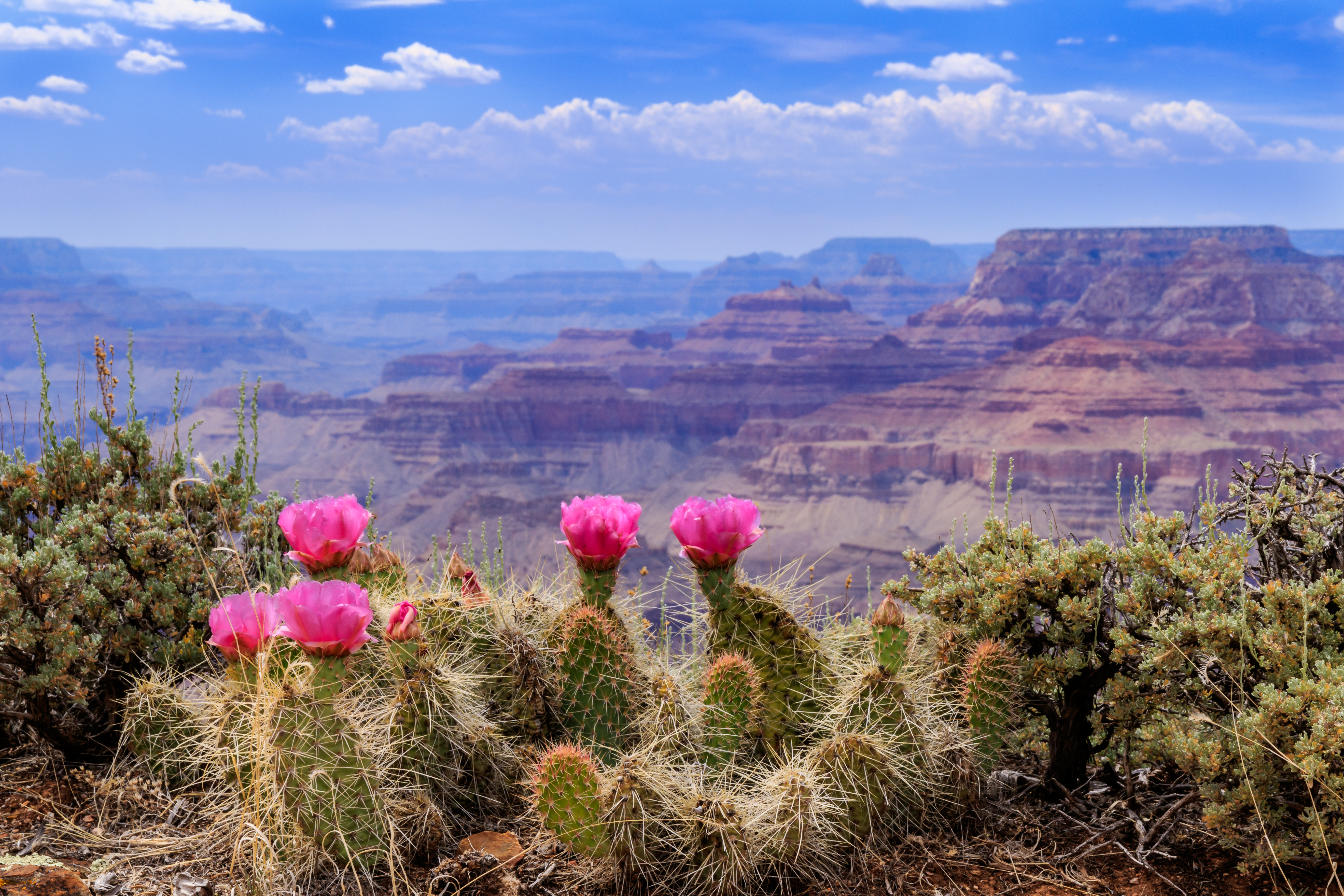 Cactus in Bloom