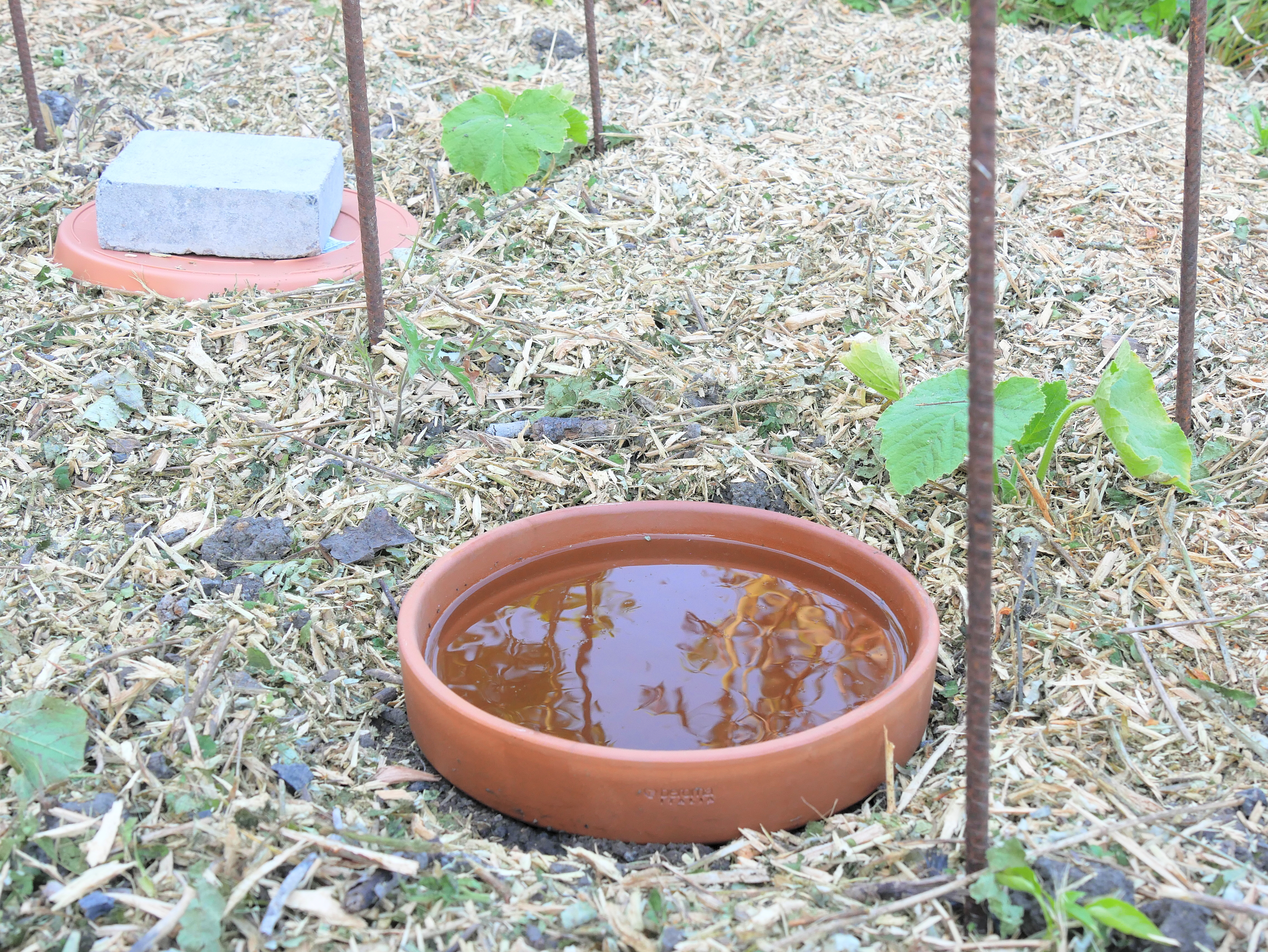 Ollas and other tricks to save water gardening
