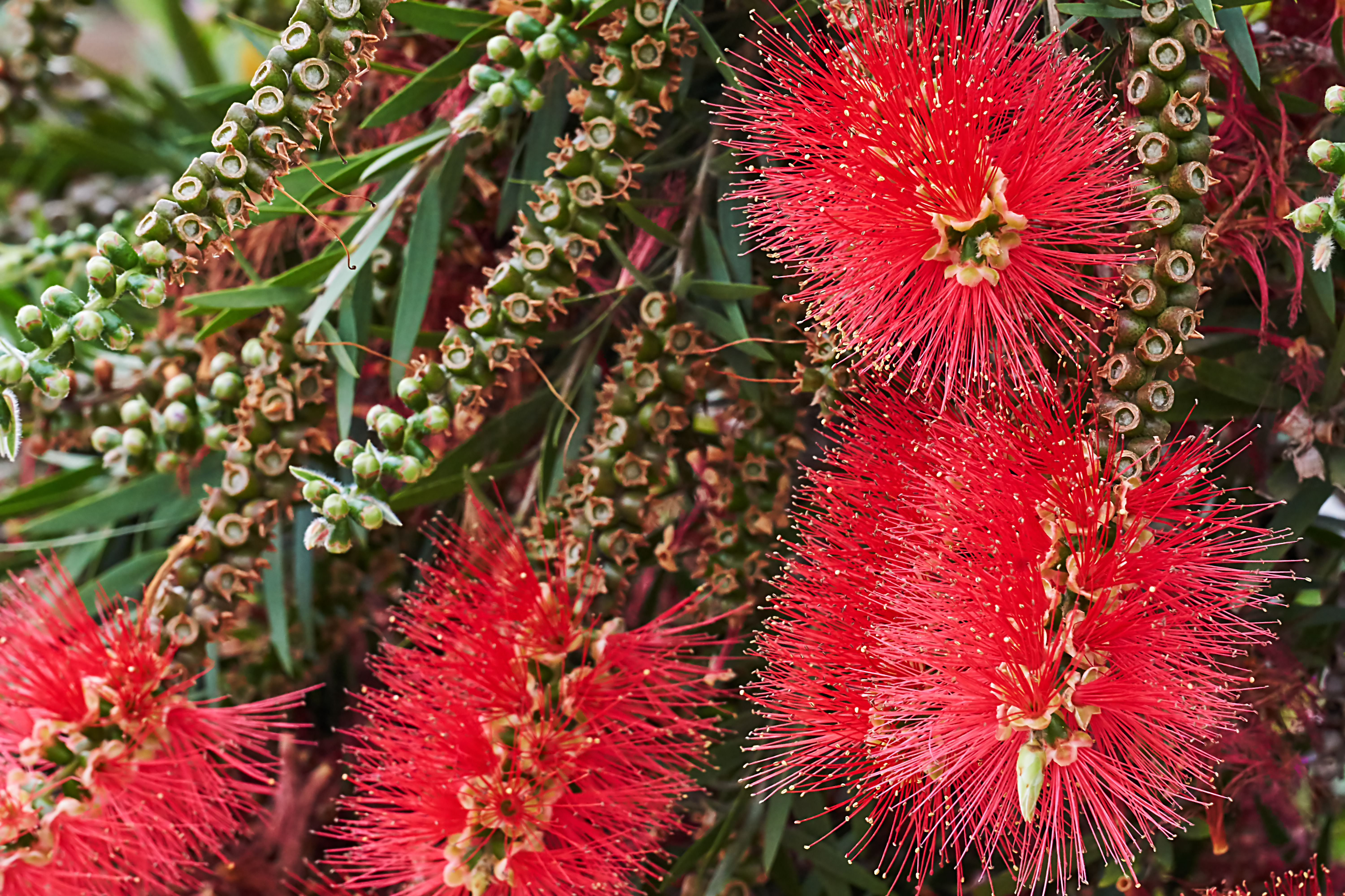 Life Cycle of the Bottle Brush Plant