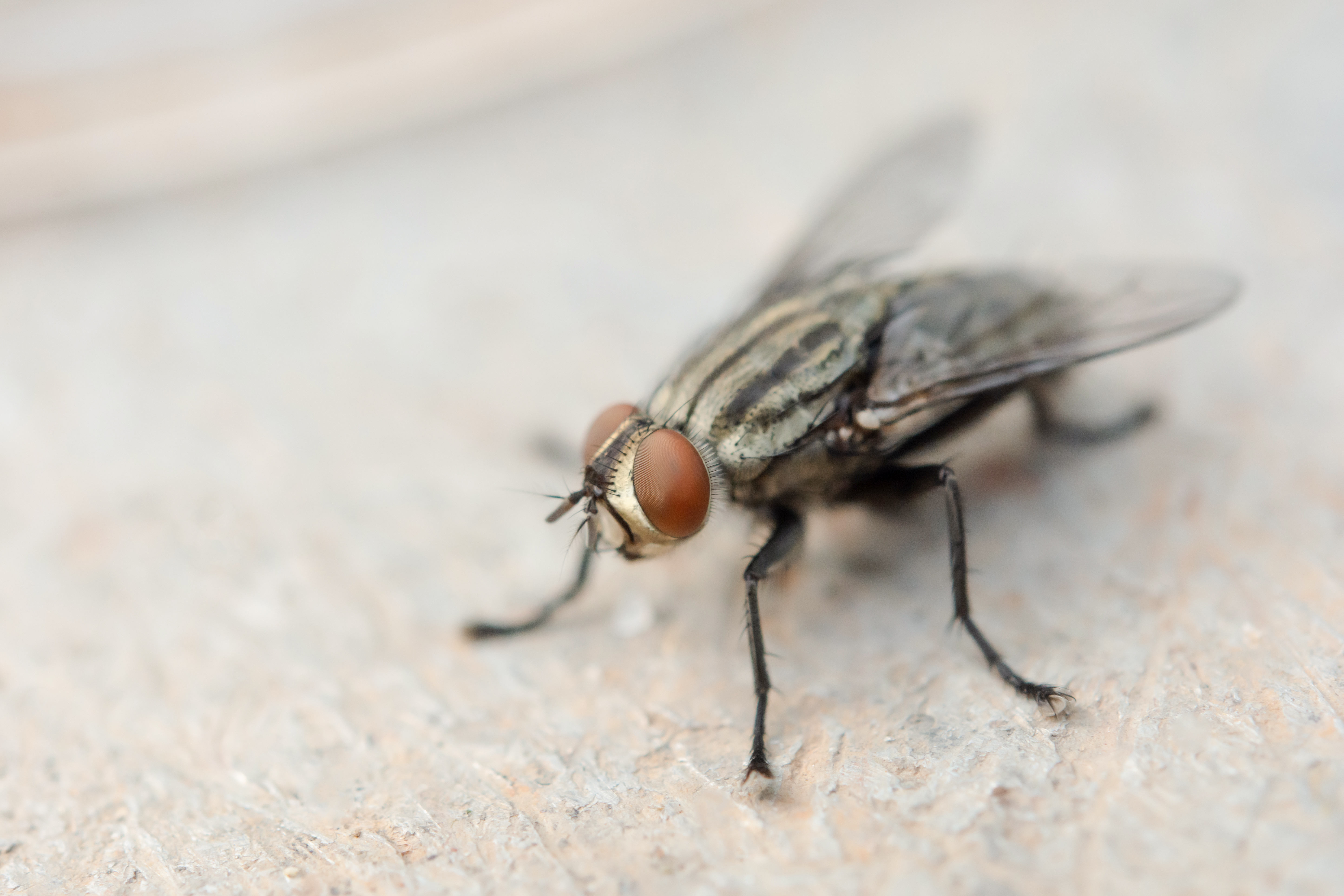 Indoor Flies and Their Control - Texas A&M Agrilife Extension Service