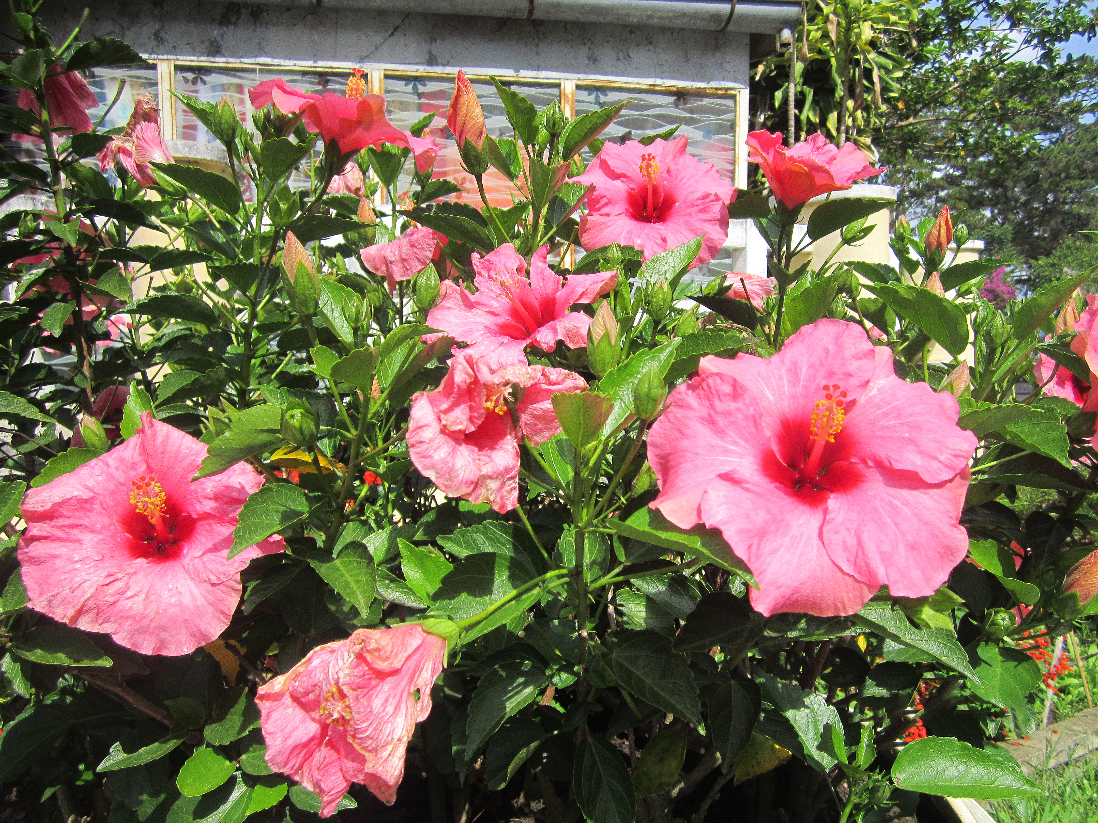 Painted Lady Pink Hibiscus Bush for Sale