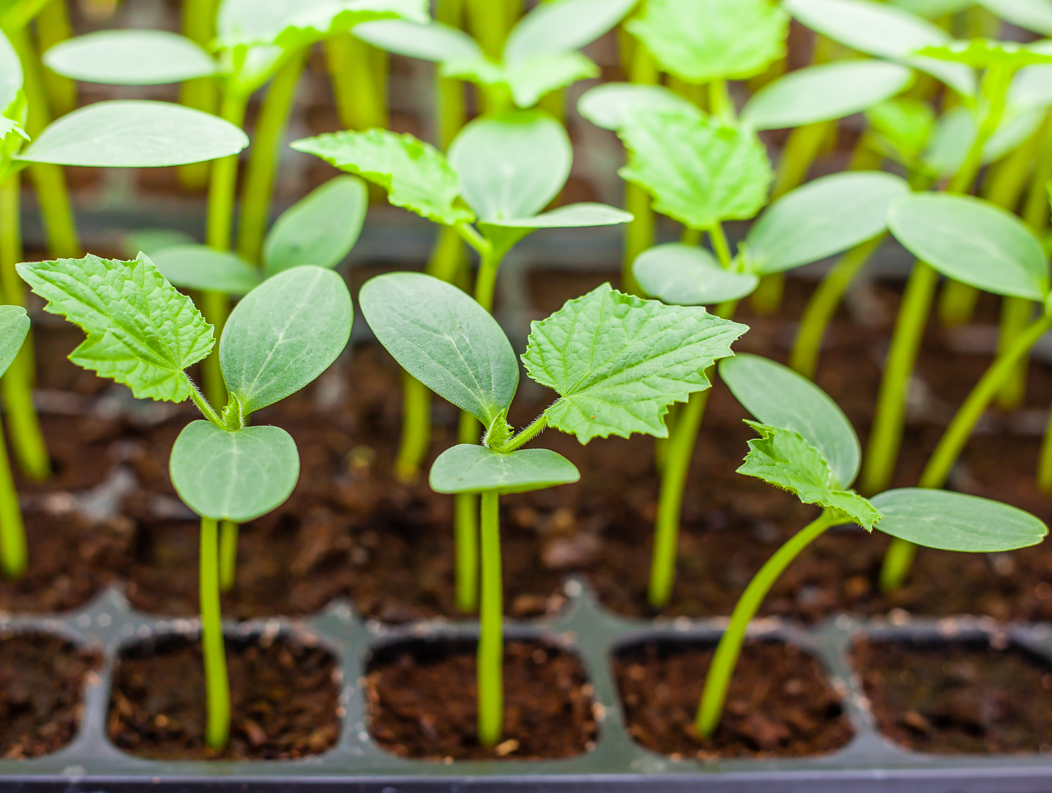 How to Germinate Seeds Overnight |