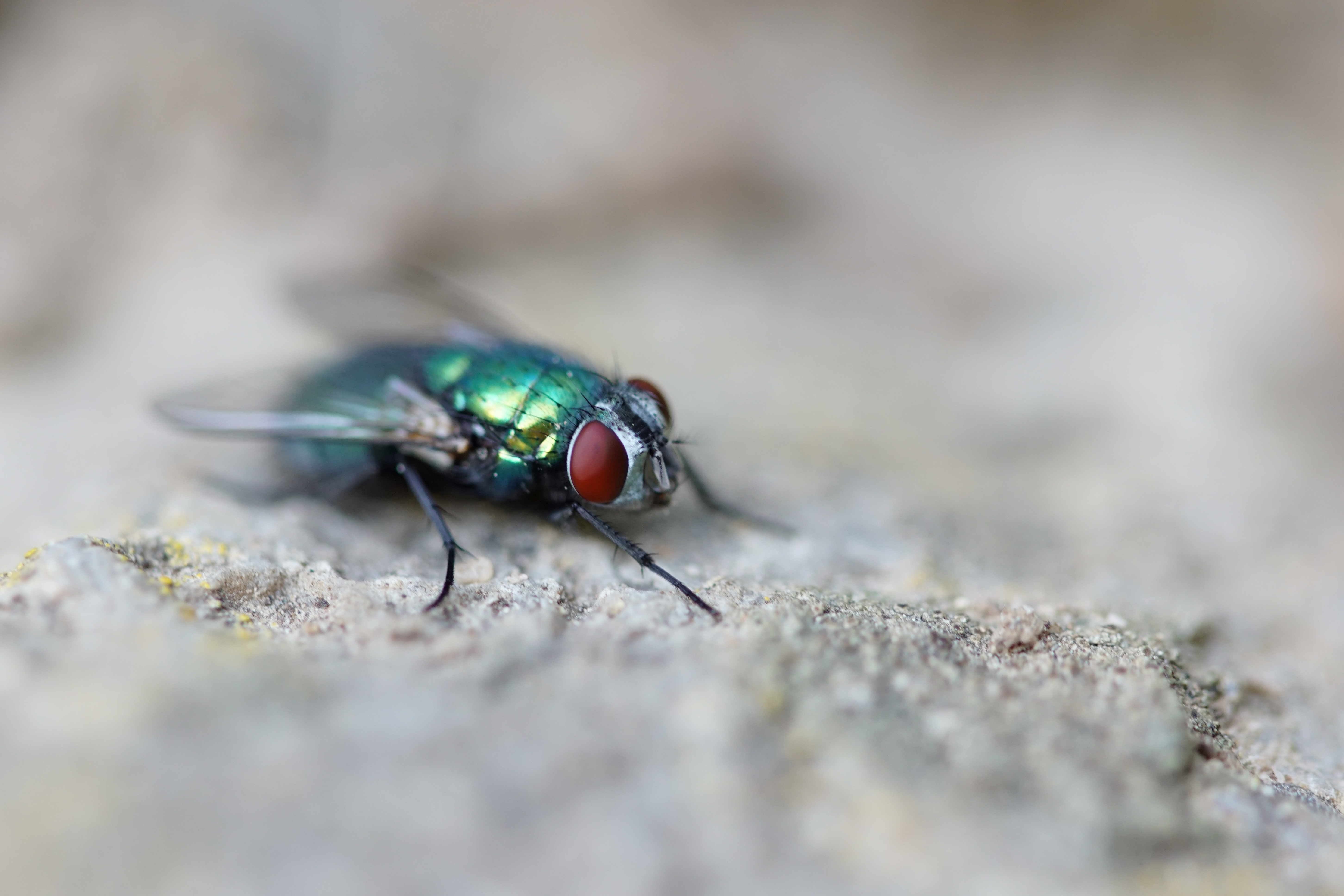 How to Get Rid of Blow Flies Infestation in Your House