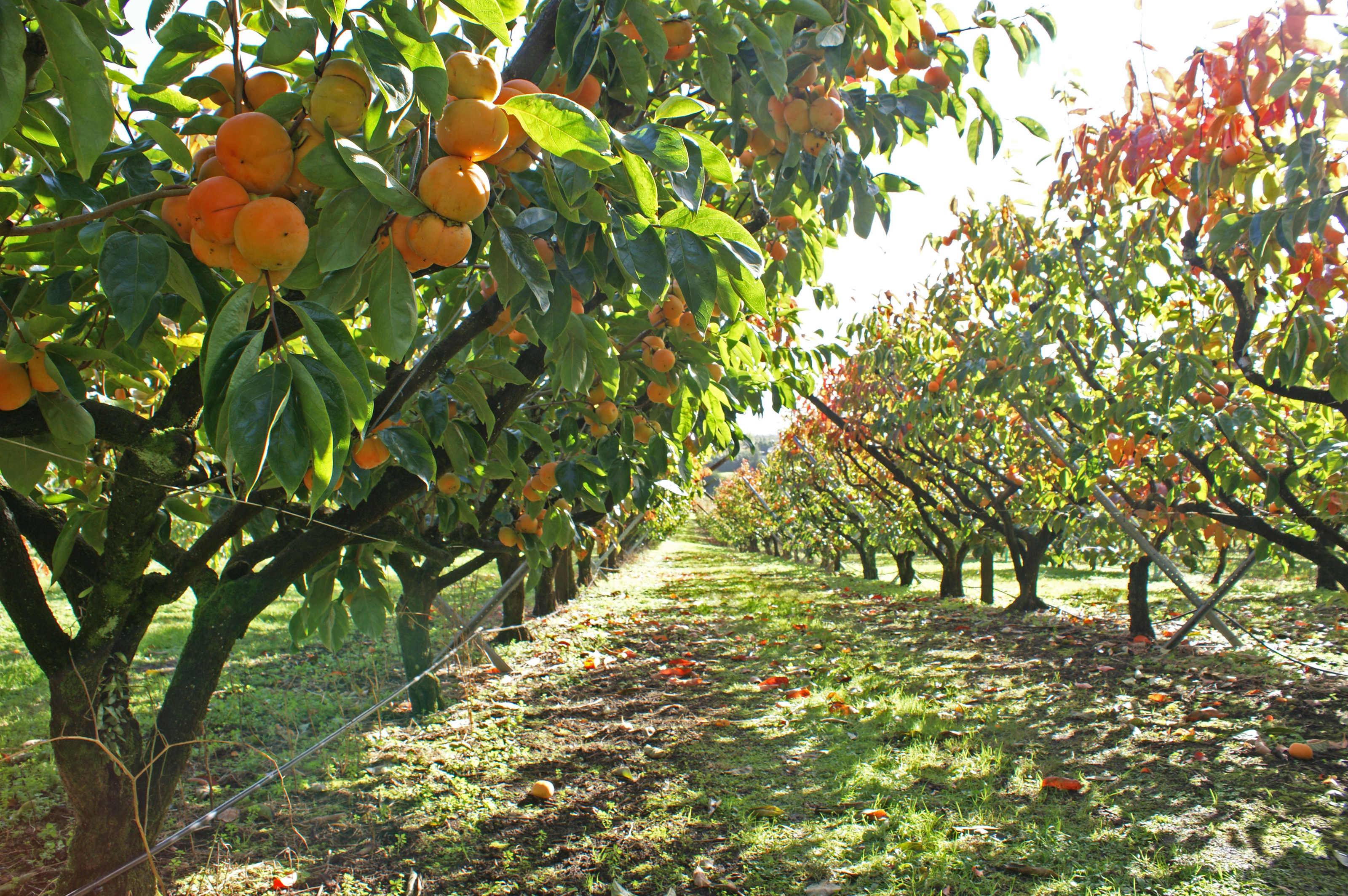 High School of the Dead  At the Persimmon Orchard