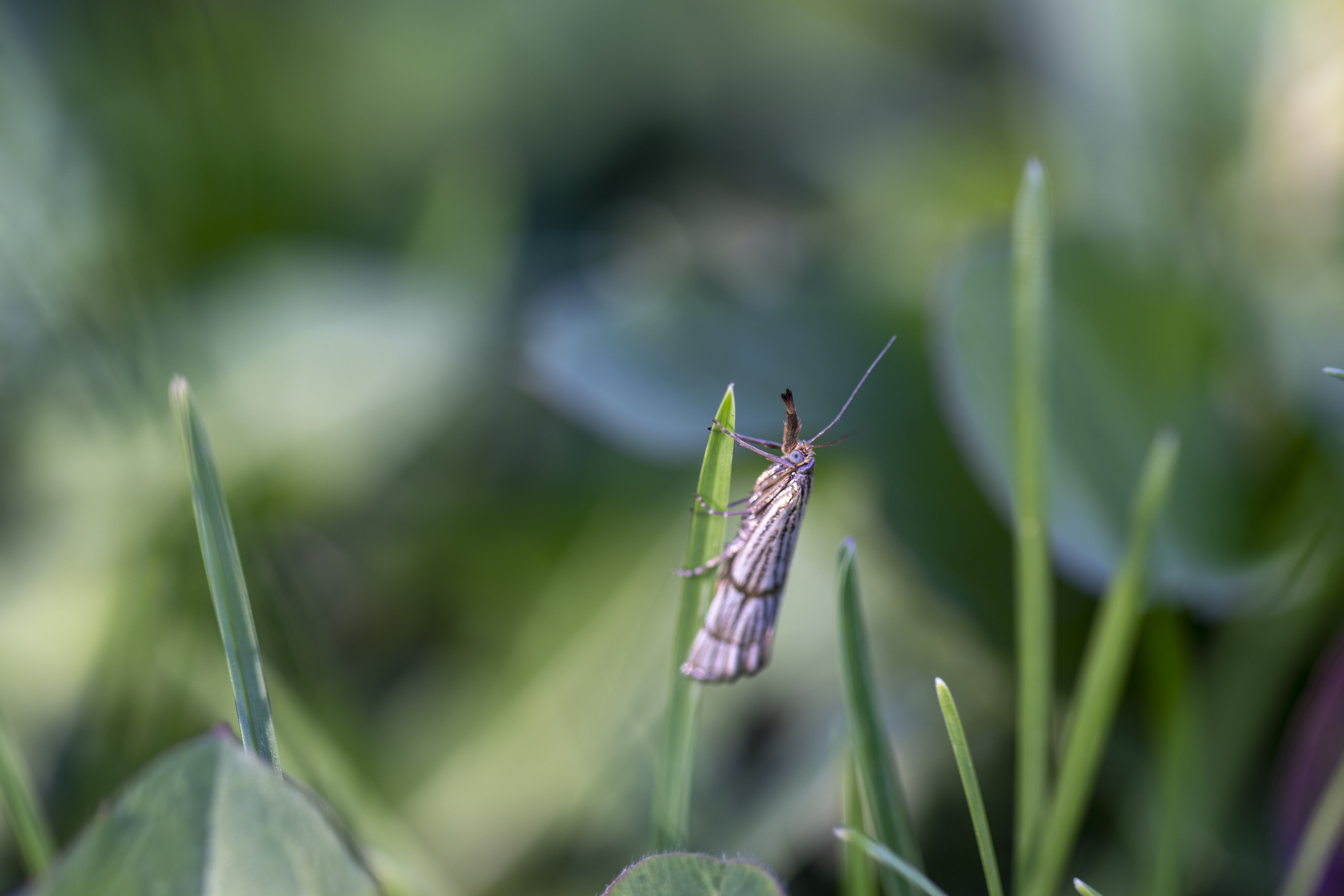 How to Get Rid of Moths in the Yard