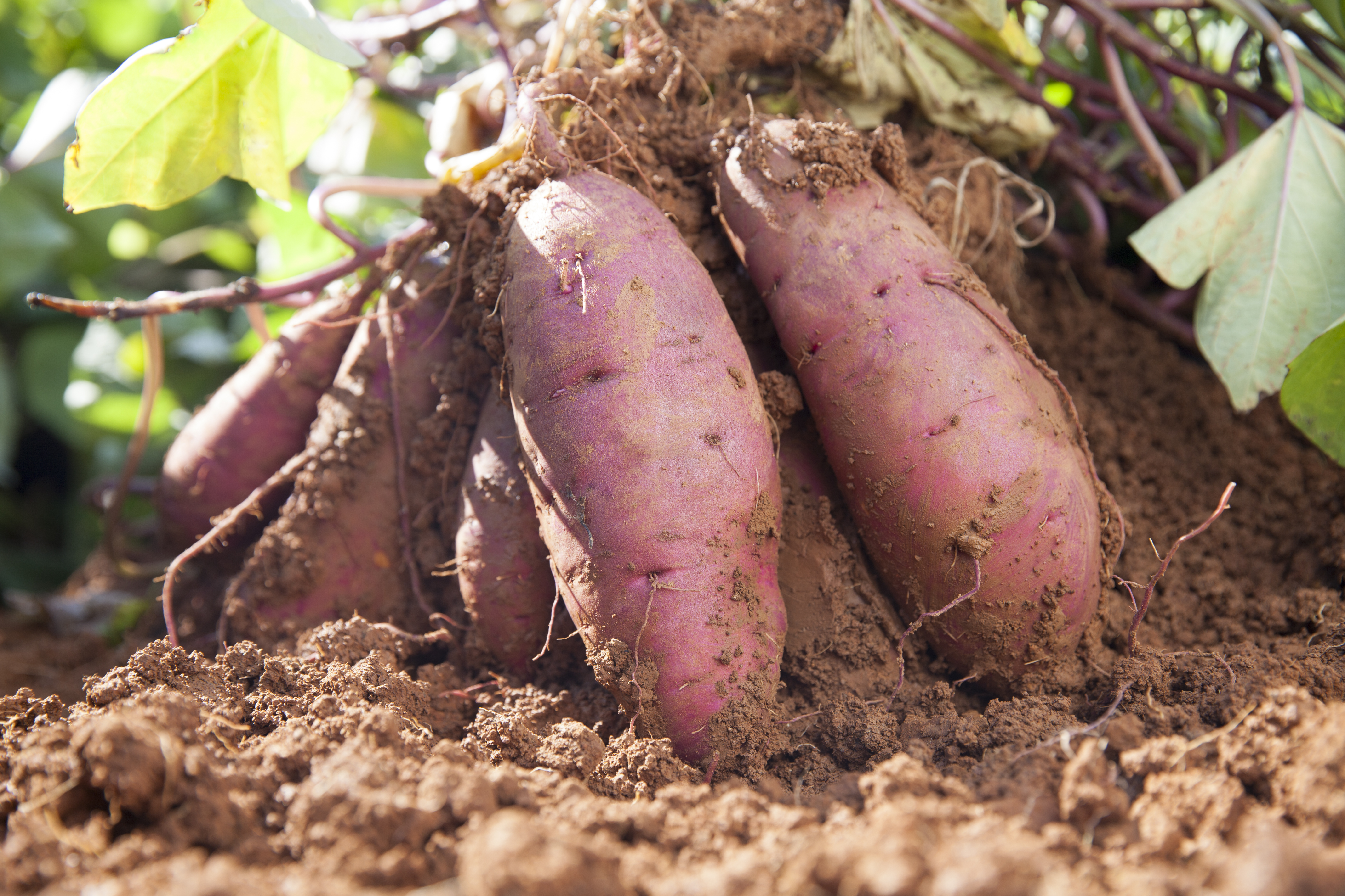 sweet potato soil