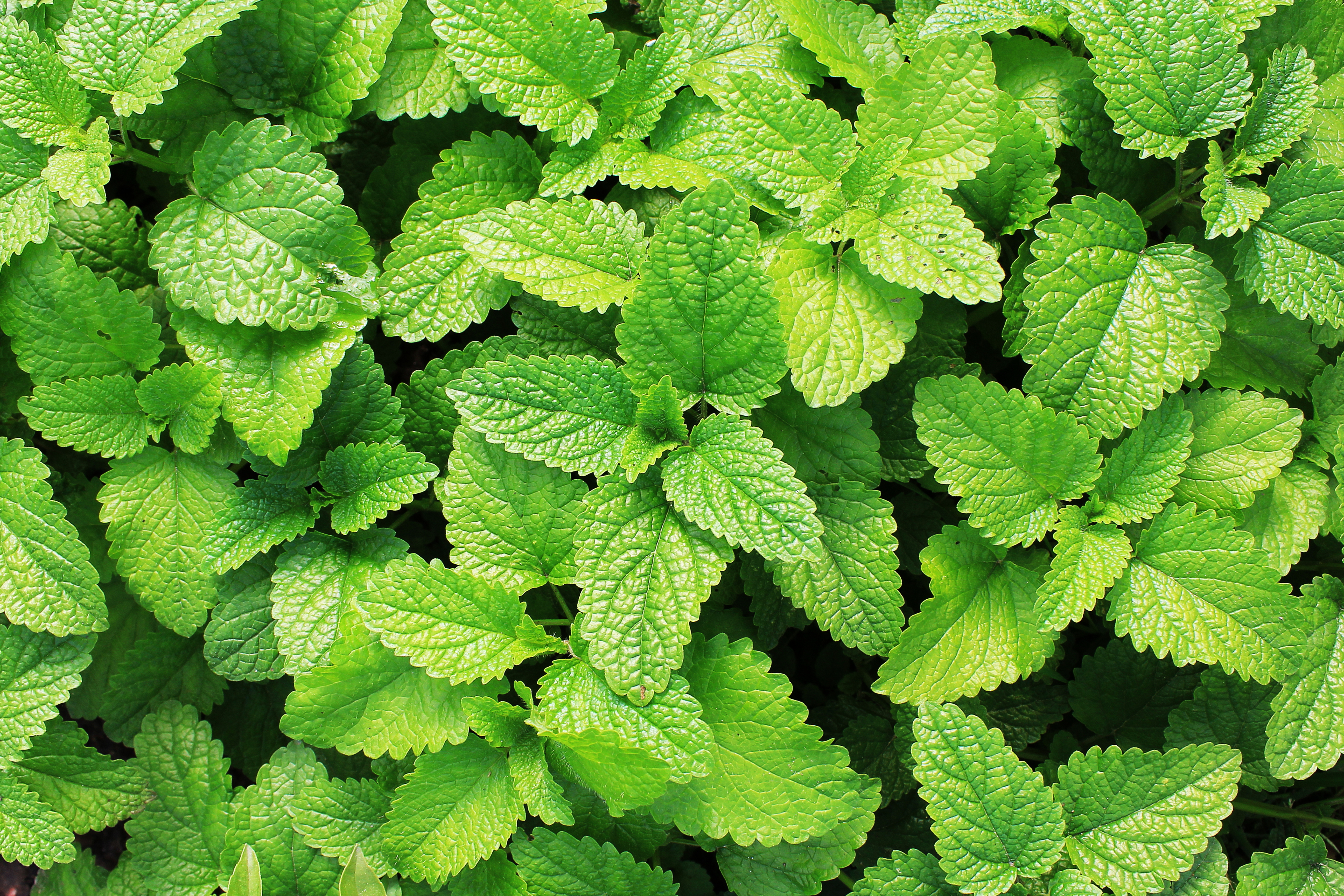 are mint leaves toxic to dogs