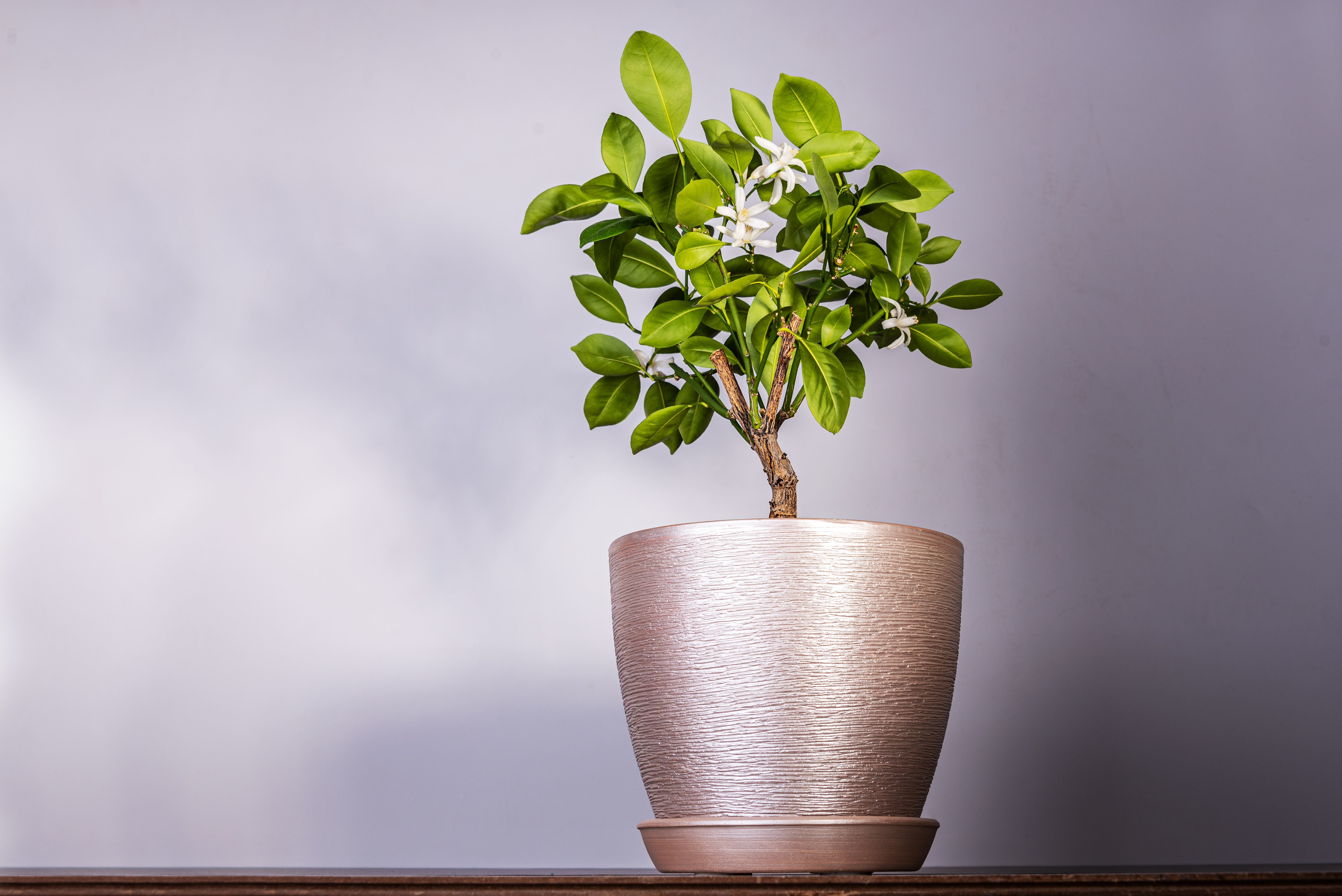 Instant - Bonsai - For - Everyone: Bonsai Pots & Air Pruning Of Roots