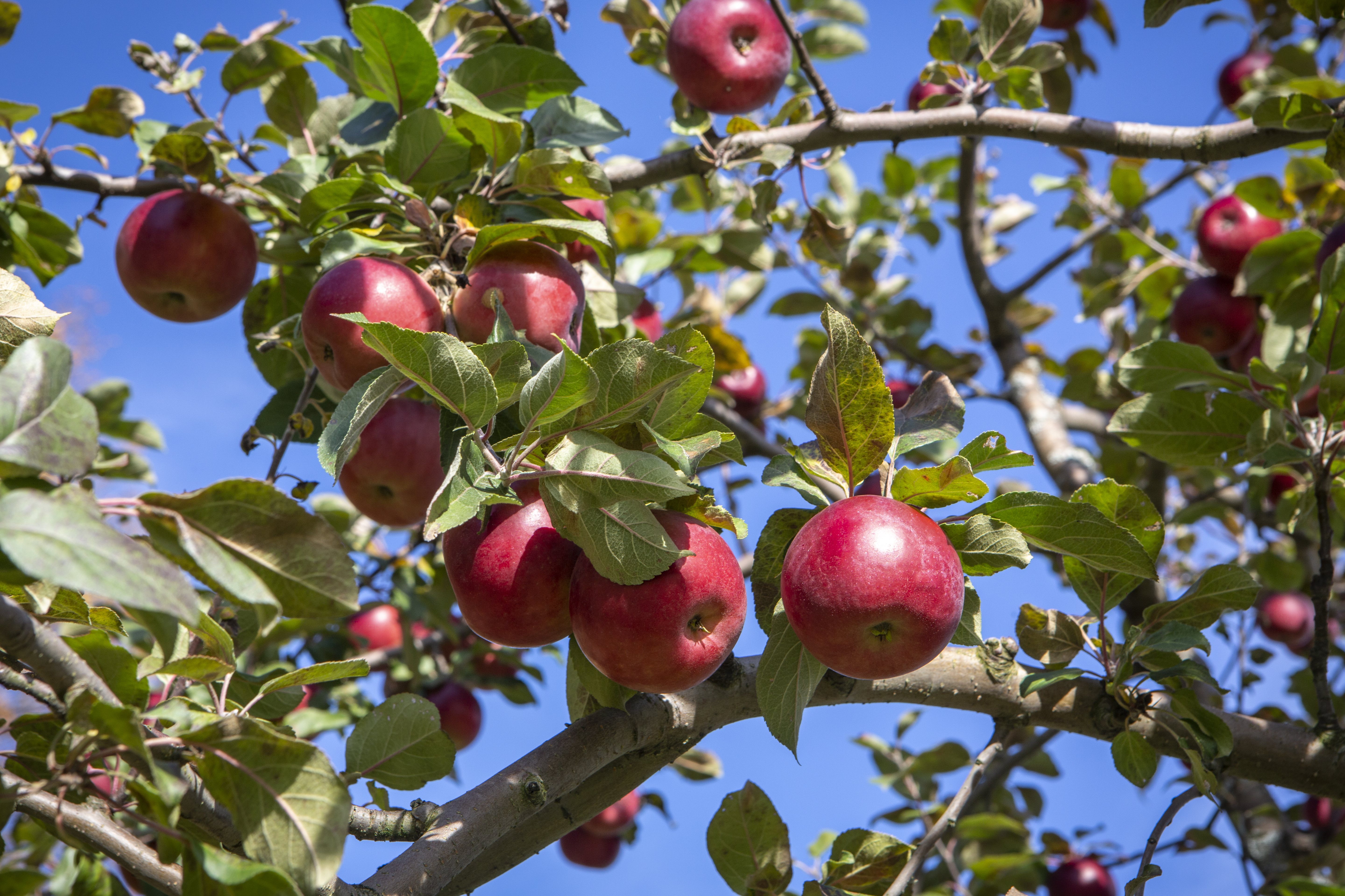 Organic Farmer's Market Apple Tree Collection - Stark Bro's