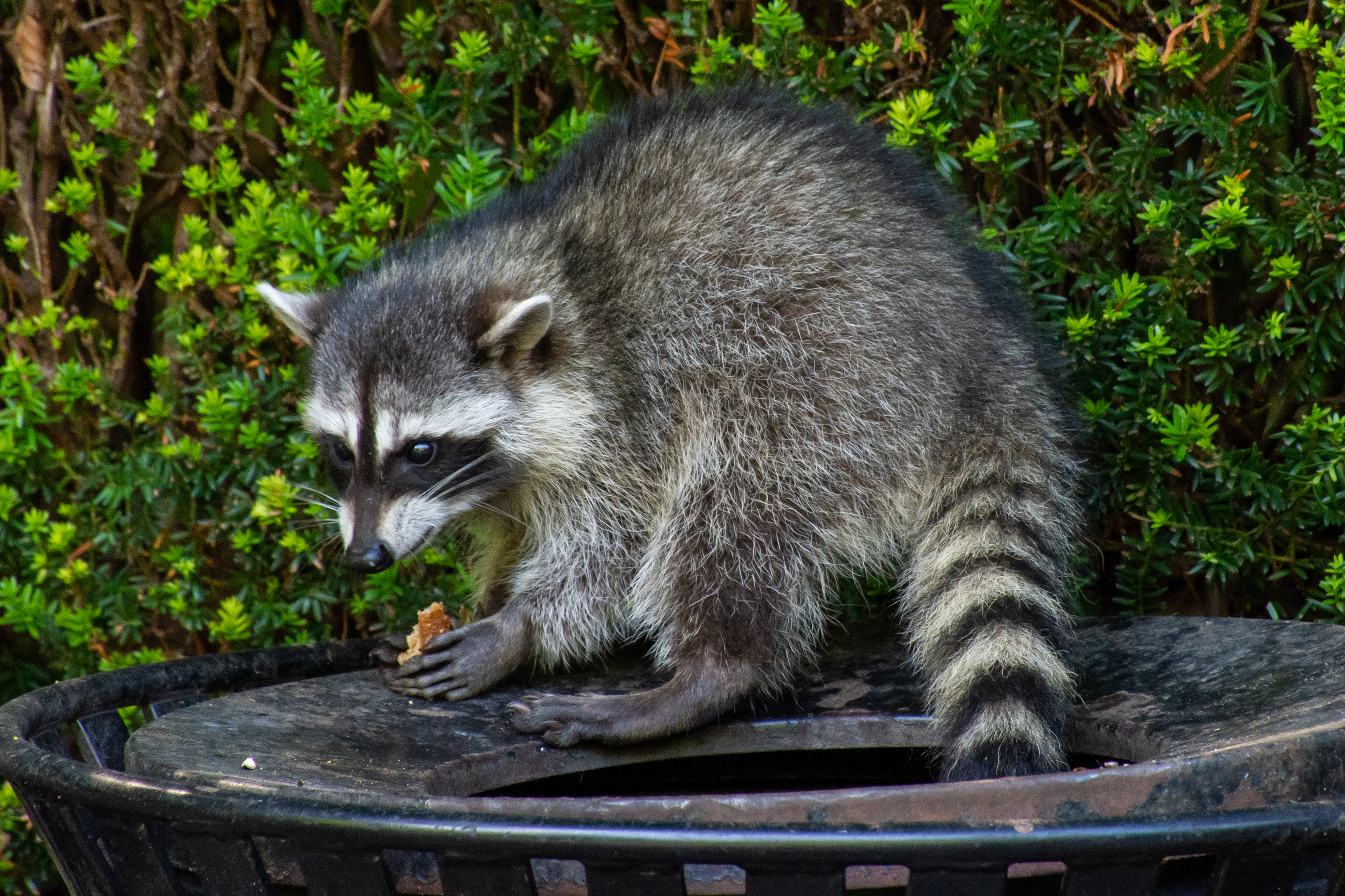 Humane Rodent Control and Removal