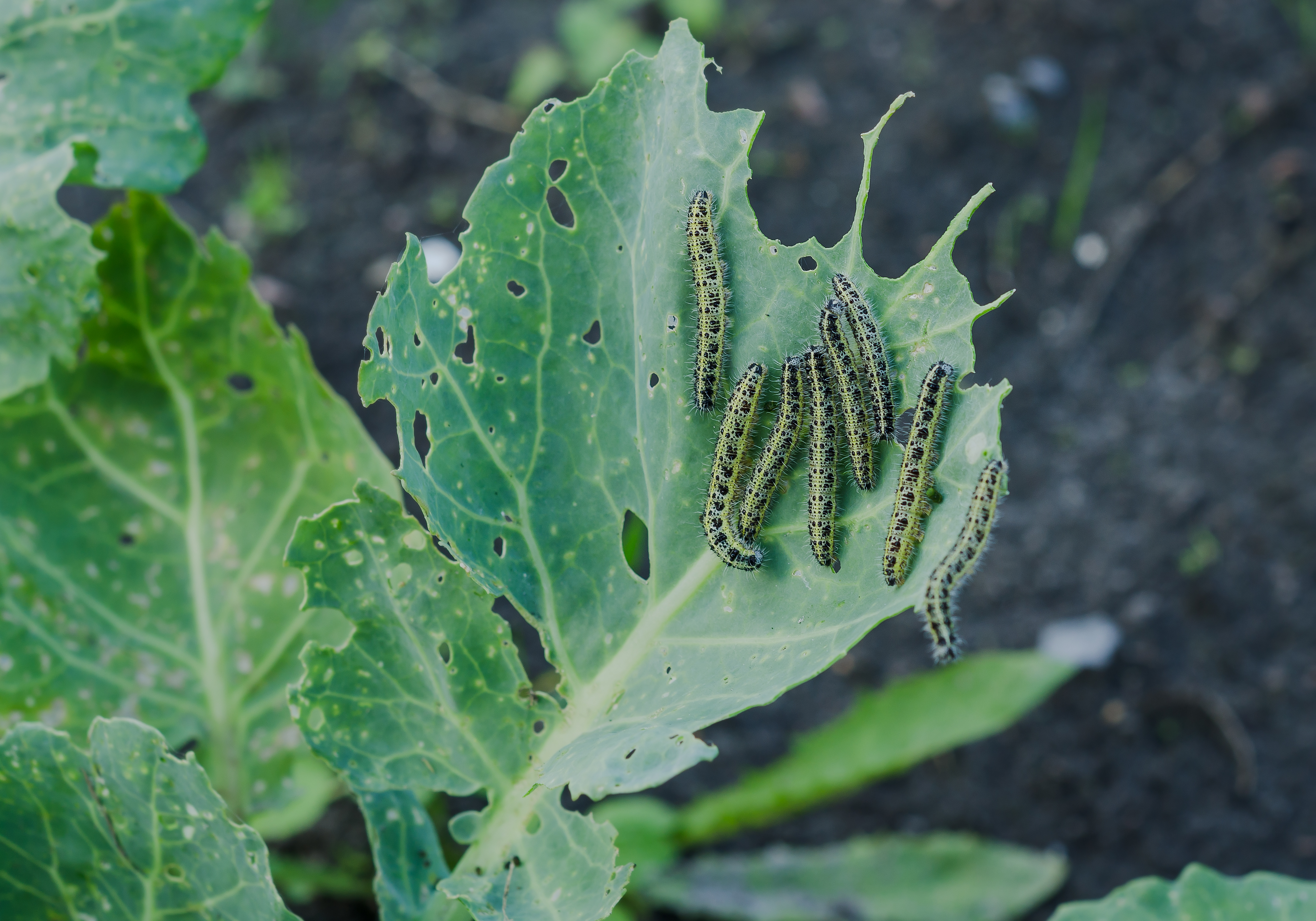 Striped Cucumber Beetles: A New Guide Reviews Management Options for Vexing  Cucurbit Pests