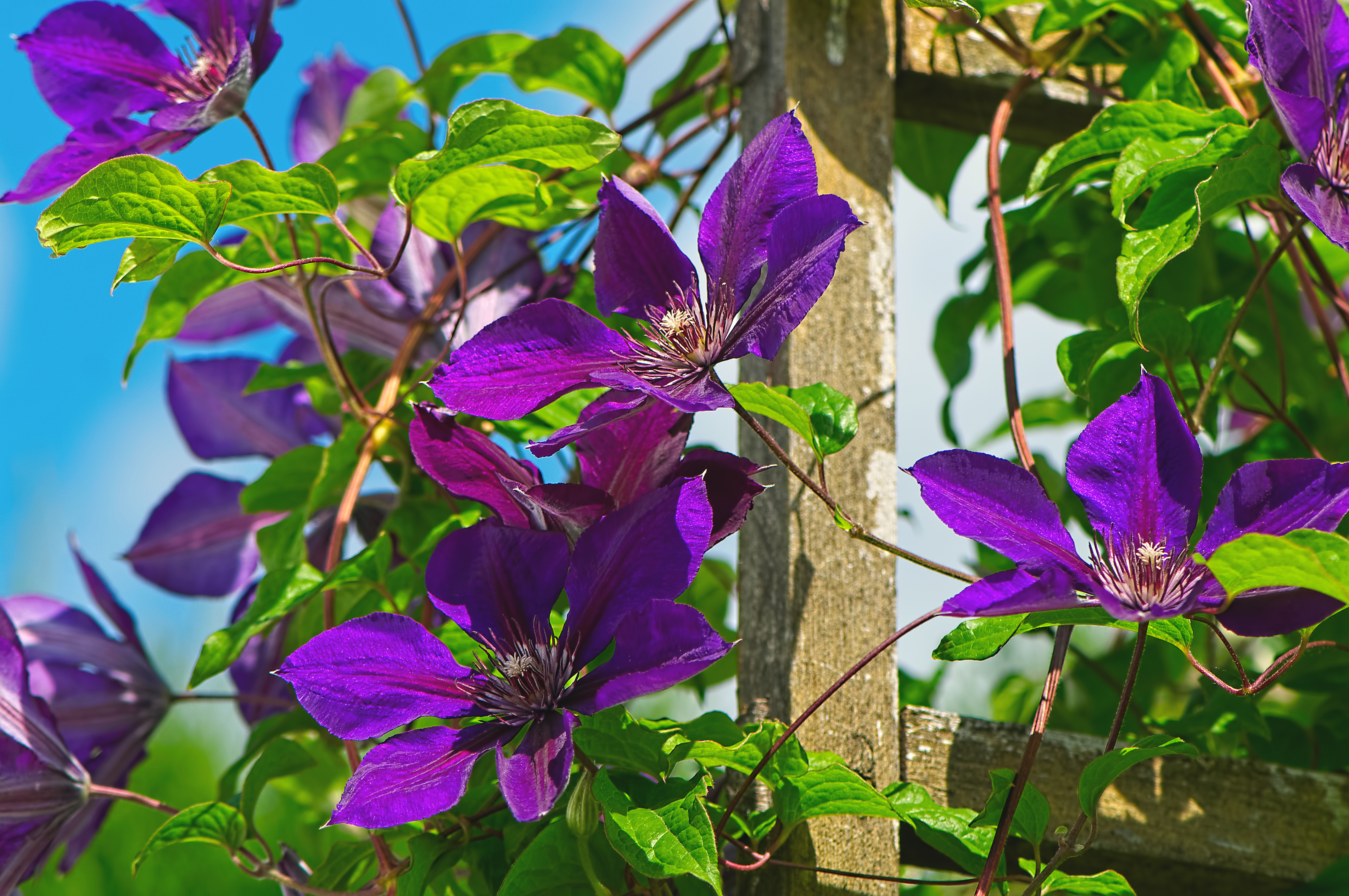 Vine with purple deals flowers