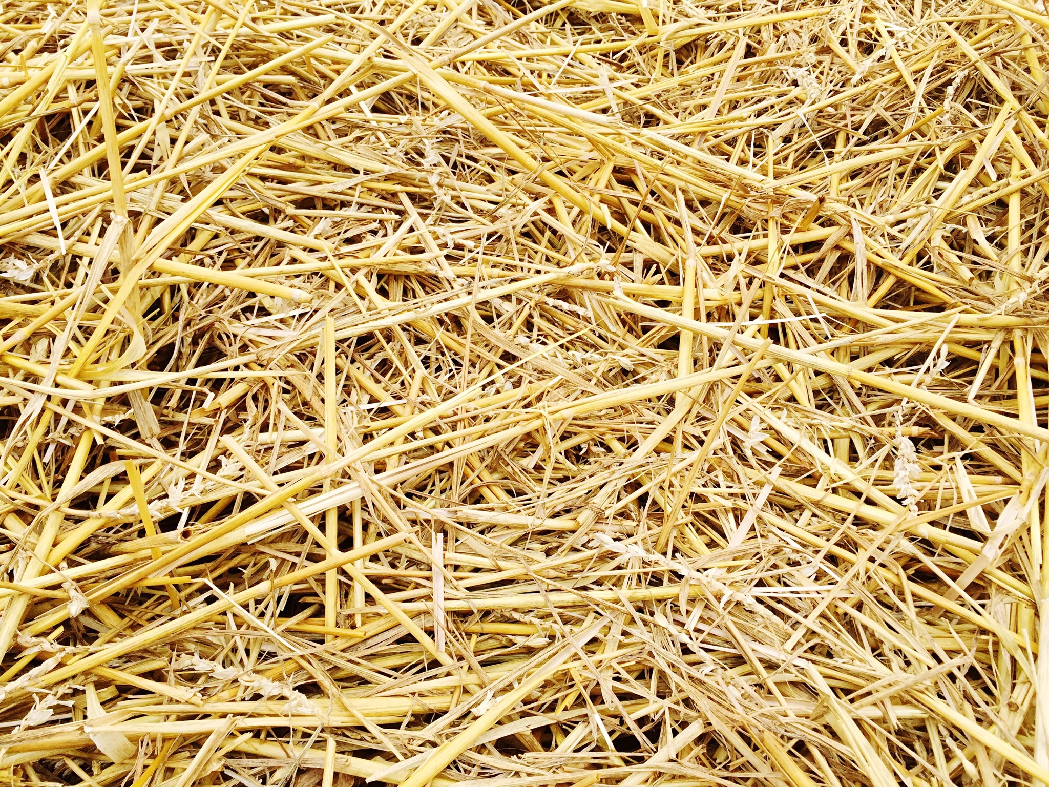 Plant Straw Brass