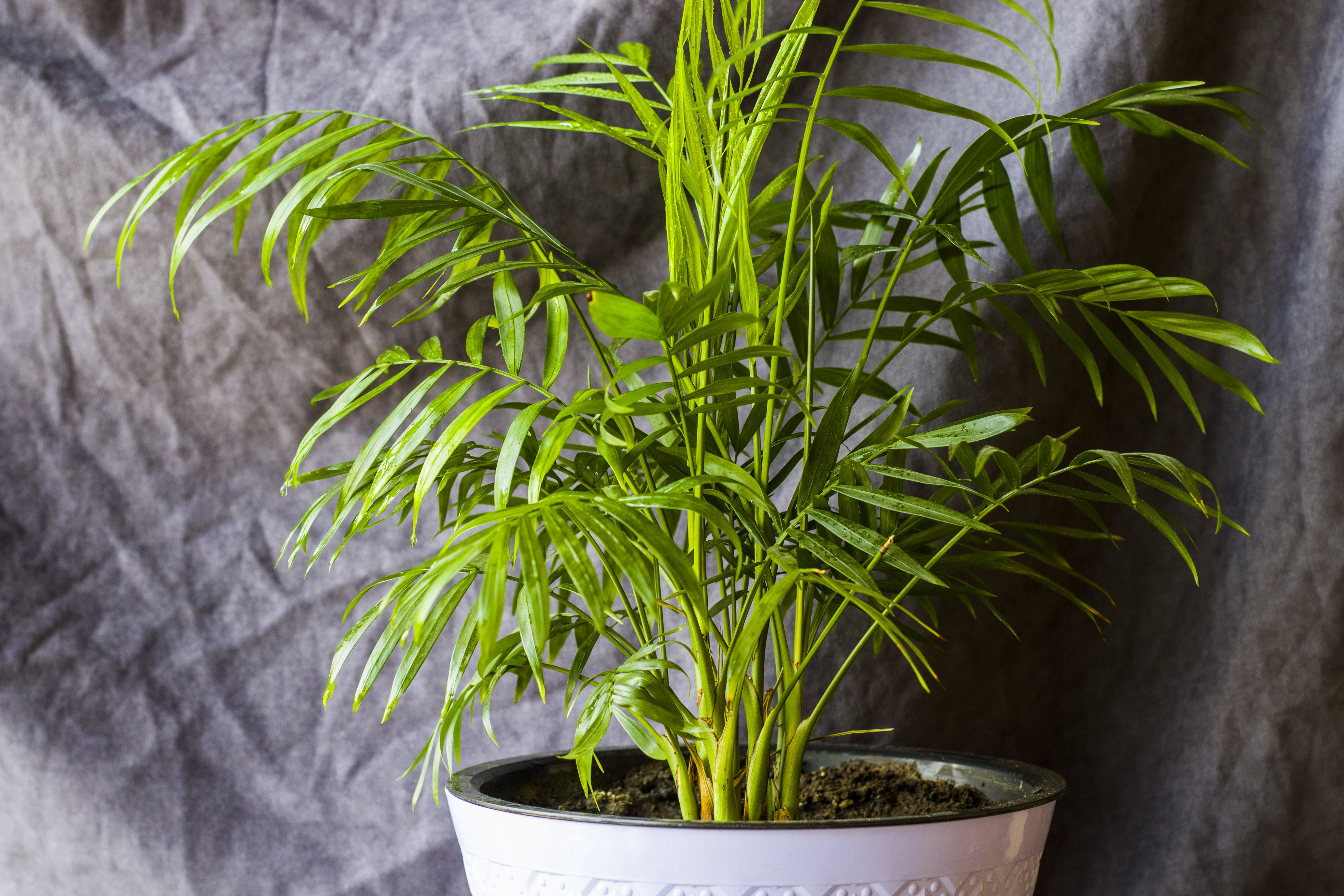 Areca on sale palm poisonous